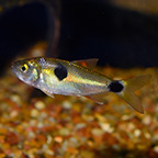 Bucktooth Tetra