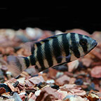 Buttikoferi Cichlid 