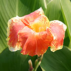 Orange Variegated Canna