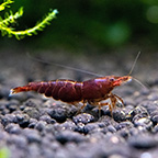 Chocolate Cherry Shrimp Group