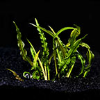 Cryptocoryne wendtii 'Green' - Tropica® 1-2-Grow!