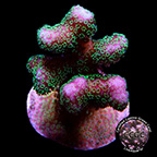 Green Polyp Pink Stylophora Coral, Aquacultured 