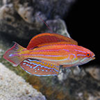 Diamond-Tail Flasher Wrasse