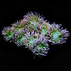 Duncanopsammia Coral