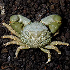 Emerald Mithrax Crab