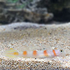 Flagtail Shrimp Goby