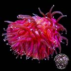 Fuchsia Pink Lava Coals Diaseris Coral, Aquacultured