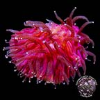 Fuchsia Pink Lava Coal Diaseris Coral, Aquacultured Fuchsia Pink Lava Coal Diaseris Coral, Aquacultured