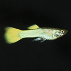 German Yellow Guppy Group, Male