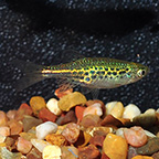 Gold Ring Burmese Danio