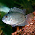 Green Severum (Discontinued Low Sales)