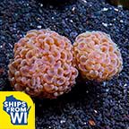 Aquacultured Corals