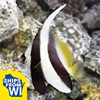 Heniochus Black and White Butterflyfish