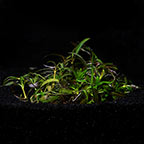 Hygrophila 'Araguaia' - Tropica® 1-2-Grow!