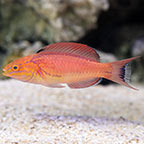 Johnson's Fairy Wrasse