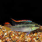 Kribensis Cichlid