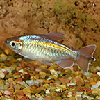 Congo Tetra