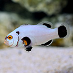 Maine Blizzard Clownfish, Captive-Bred