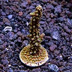 Nightshade Acropora Coral, Aquacultured ORA® Nightshade Acropora Coral, Aquacultured ORA®
