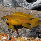 Orange Leleupi Cichlid