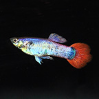 Pink Custard Male Guppy