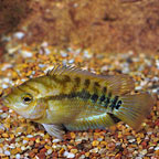 Rainbow Cichlid