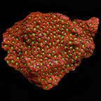 Red and Green War Coral