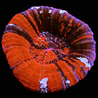 Australis Doughnut Coral