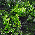 Ulva Lettuce, Aquacultured