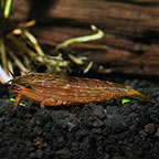 Singapore Flower Shrimp