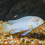 White Cichlid