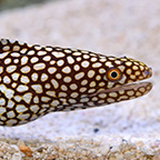 White Mouth Comet Eel