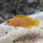 Yellow Dottyback