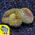 Brain Coral, Lobophyllia