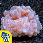 Bubble Coral