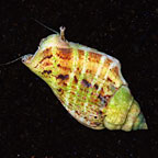  Fighting Conch