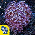 Flower Pot Coral, Blue/Purple