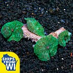 Green Mushroom Coral