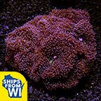 Lavender Mushroom Coral