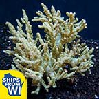 Spaghetti Finger Leather Coral