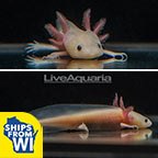 Leucistic Axolotl, GFP 