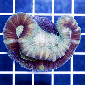 Open Brain Coral