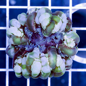 Cynarina Button Coral