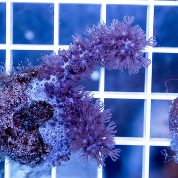 Cultured Corky Sea Finger