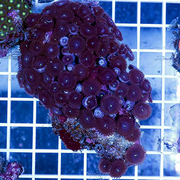 Zoanthus Coral