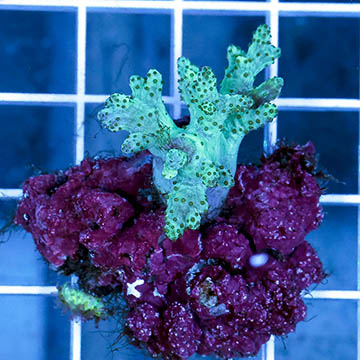 Sinularia Finger Leather Coral