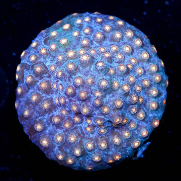 USA Cultured Cyphastrea Frag