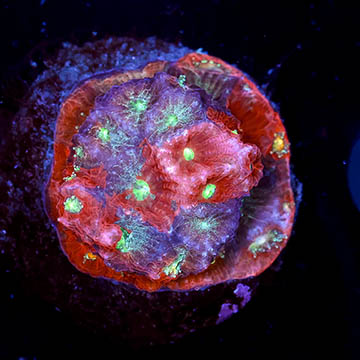 USA Cultured War Coral