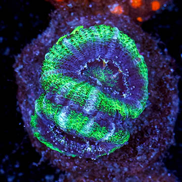 USA Cultured Acan Lord Coral