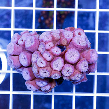 Tube Coral, Pink